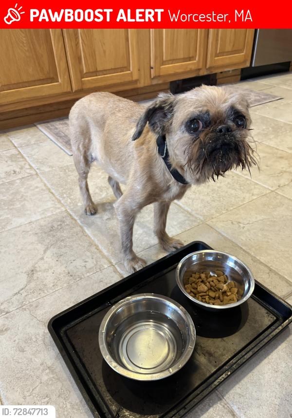 Lost Female Dog last seen Institute rd and Beechmont , Worcester, MA 01609