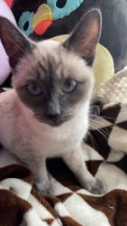 Lost Female Cat last seen King St, W Tidewater Ct, The dog training building, Boise, ID 83713