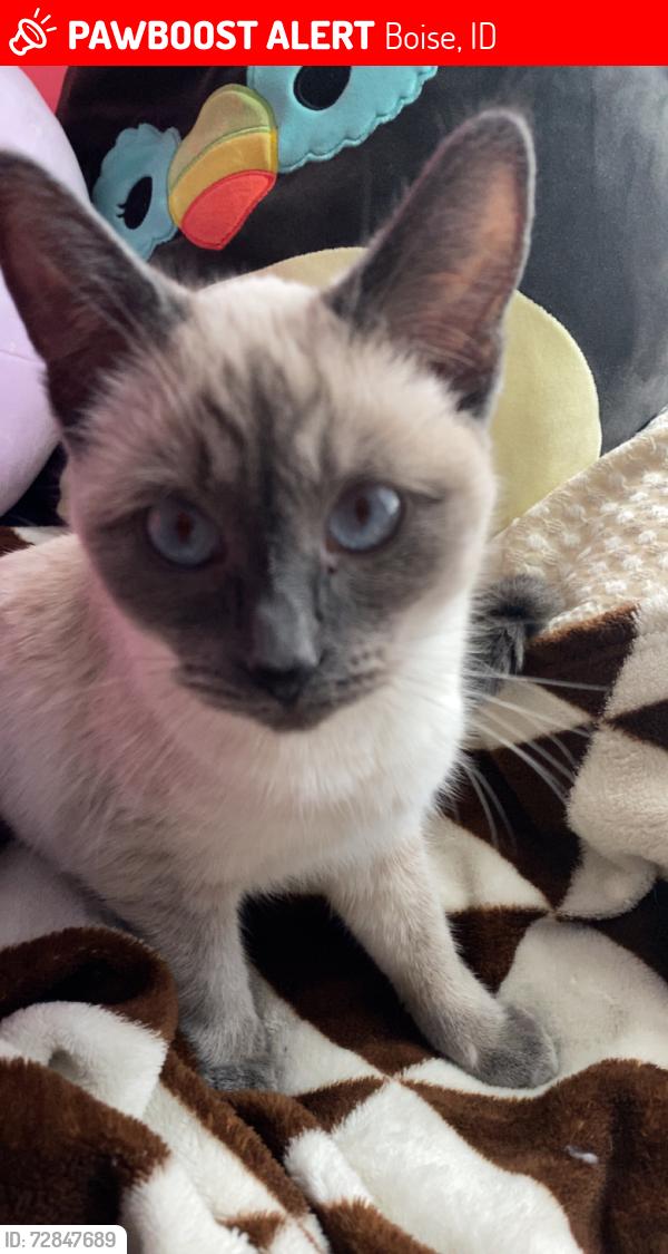 Lost Female Cat last seen King St, W Tidewater Ct, The dog training building, Boise, ID 83713