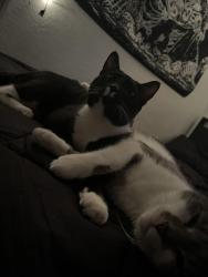 Lost Male Cat last seen Keith ave , San Tan Valley, AZ 85140