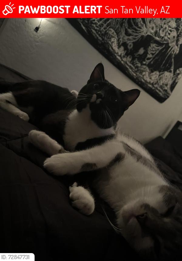 Lost Male Cat last seen Keith ave , San Tan Valley, AZ 85140