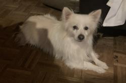 Lost Male Dog last seen Olive and Maine Ave , Baldwin Park, CA 91706