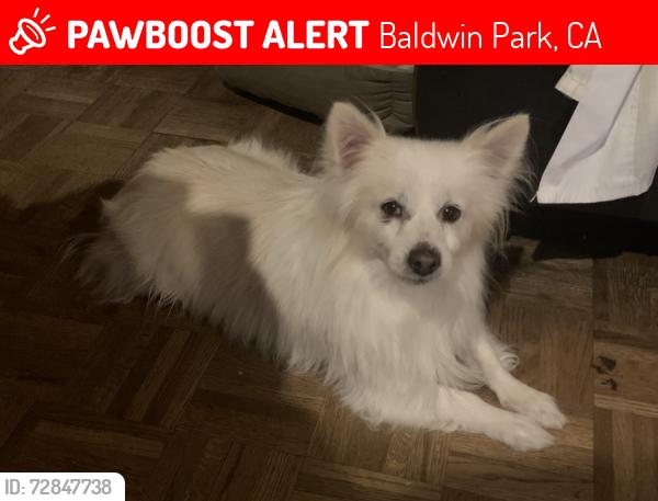 Lost Male Dog last seen Olive and Maine Ave , Baldwin Park, CA 91706