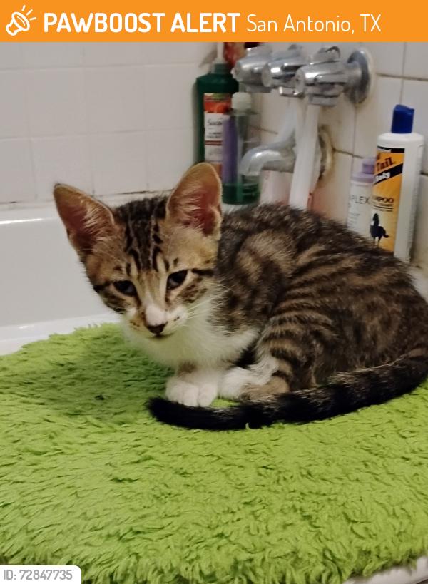 Found/Stray Male Cat last seen Barlite, San Antonio, TX 78224
