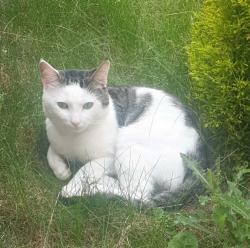 Lost Male Cat last seen Park View , Kingston upon Hull, England HU4 6NG