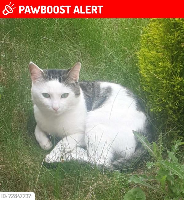 Lost Male Cat last seen Park View , Kingston upon Hull, England HU4 6NG