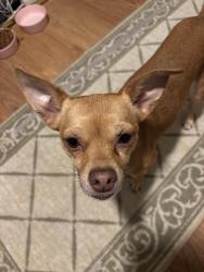 Lost Female Dog last seen Gibson and n wenas, Yakima County, WA 98942