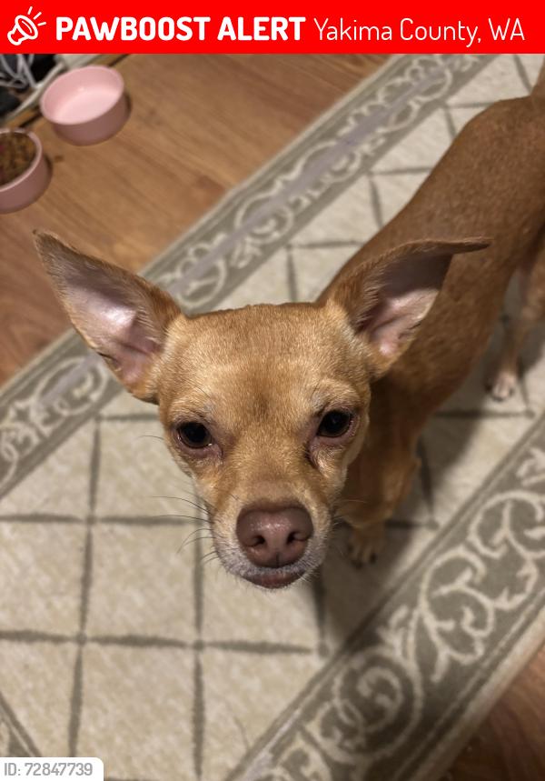 Lost Female Dog last seen Gibson and n wenas, Yakima County, WA 98942