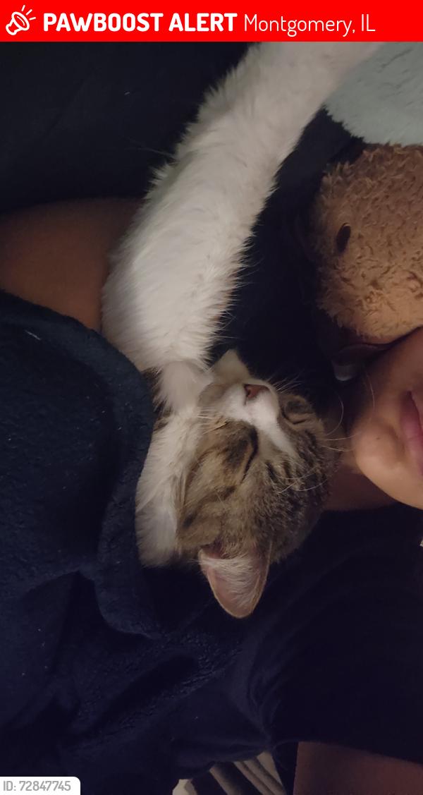 Lost Male Cat last seen Circle ct, Montgomery, IL 60538
