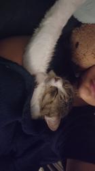 Lost Male Cat last seen Circle ct, Montgomery, IL 60538
