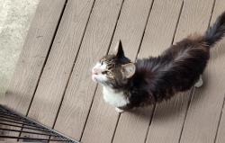 Found/Stray Unknown Cat last seen El Camino and Stonecreek, Sacramento, CA 95833