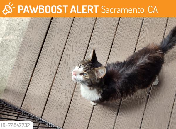 Found/Stray Unknown Cat last seen El Camino and Stonecreek, Sacramento, CA 95833