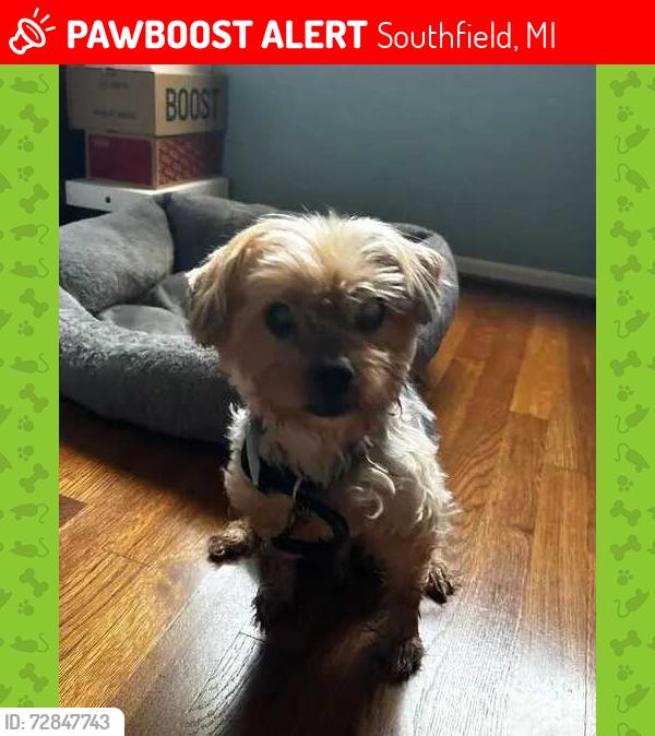 Lost Male Dog last seen Between 12 & 13 Mile near Pierce St, Southfield, MI 48076