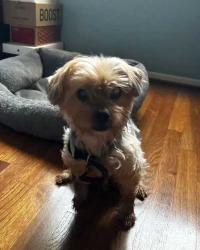 Lost Male Dog last seen Between 12 & 13 Mile near Pierce St, Southfield, MI 48076