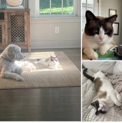 Lost Male Cat last seen Fischer Road and AO Jones , Fort Mill, SC 29715