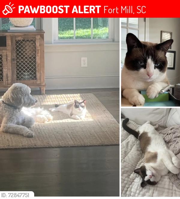 Lost Male Cat last seen Fischer Road and AO Jones , Fort Mill, SC 29715