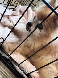 Found/Stray Female Dog last seen Stubner airline and spring cypress, Spring, TX 77379