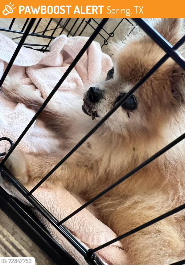 Found/Stray Female Dog last seen Stubner airline and spring cypress, Spring, TX 77379