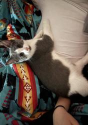 Reunited Male Cat last seen Selkirk/Keewatin St. , Winnipeg, MB R2X 0E4