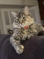 Lost Female Cat last seen Stinson ave, Vacaville, CA 95688