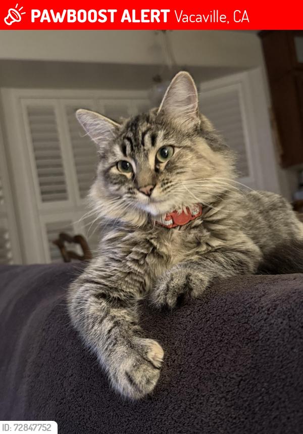 Lost Female Cat last seen Stinson ave, Vacaville, CA 95688
