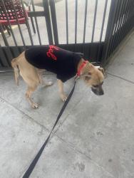 Lost Male Dog last seen Auto parkway, Escondido, CA 92029