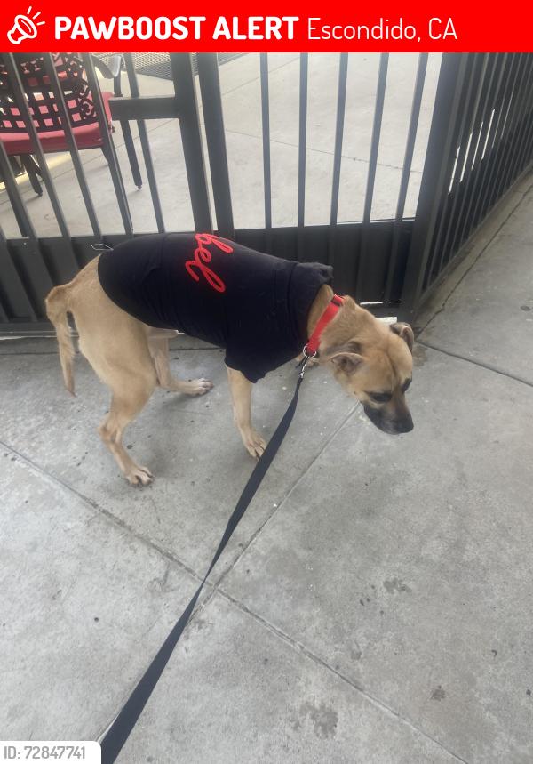 Lost Male Dog last seen Auto parkway, Escondido, CA 92029