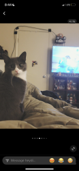 Lost Male Cat last seen Mark center , Alexandria, VA 22312