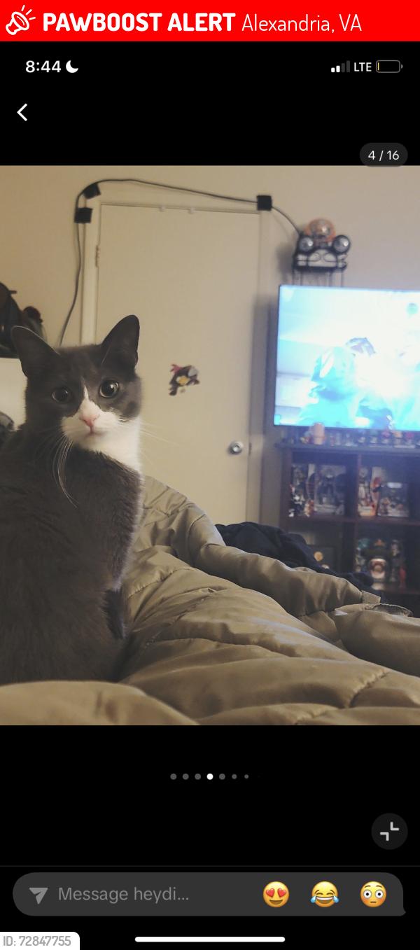 Lost Male Cat last seen Mark center , Alexandria, VA 22312