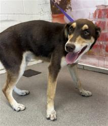 Shelter Stray Male Dog last seen Near BLOCK ALMOND AVE, San Bernardino, CA 92401