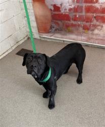 Shelter Stray Female Dog last seen , San Bernardino, CA 92401
