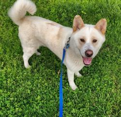 Shelter Stray Female Dog last seen Near BLOCK BRADLEY, Watterson Park, KY 40218