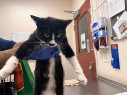 Shelter Stray Female Cat last seen , 2481 Palomar Airport Rd, Carlsbad, CA 92011, USA