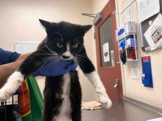 Shelter Stray Female Cat last seen , 2481 Palomar Airport Rd, Carlsbad, CA 92011, USA
