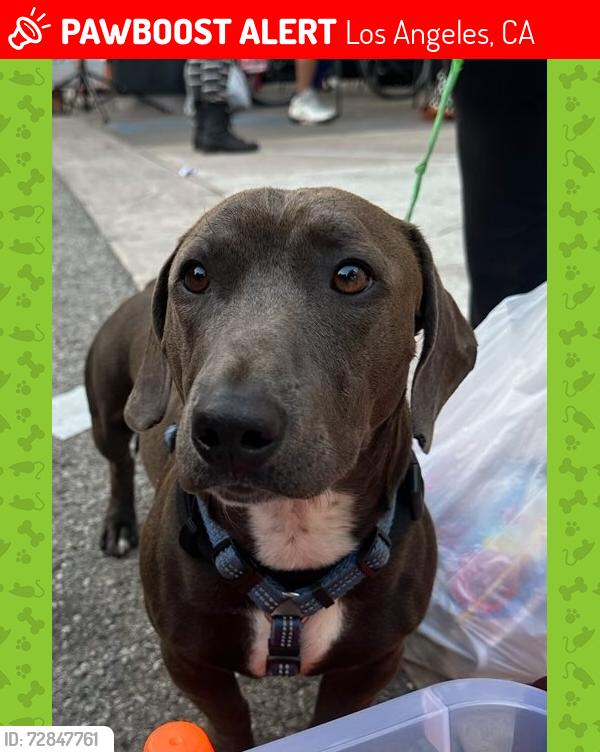 Lost Male Dog last seen LasPalmas by Hollywood Guest Inn , Los Angeles, CA 90024