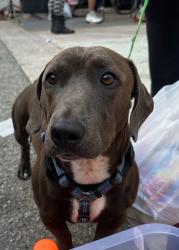 Lost Male Dog last seen LasPalmas by Hollywood Guest Inn , Los Angeles, CA 90024