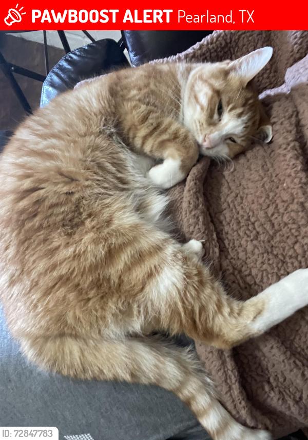 Lost Female Cat last seen Dixie Hollow Subdivision, Pearland, TX 77581