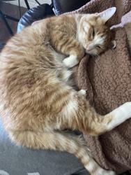 Lost Female Cat last seen Dixie Hollow Subdivision, Pearland, TX 77581