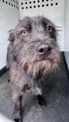 Shelter Stray Male Dog last seen Near BLOCK S REAL RD, BAKERSFIELD, CA, Bakersfield, CA 93307