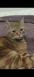 Lost Female Cat last seen Moorpark Ave, San Jose, CA 95117, San Jose, CA 95129