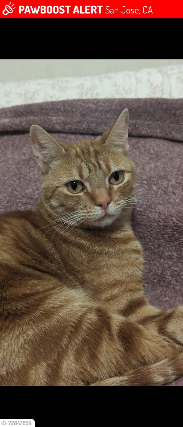 Lost Female Cat last seen Moorpark Ave, San Jose, CA 95117, San Jose, CA 95129