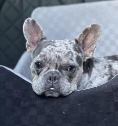 Lost Male Dog last seen Pecos and Tropical, North Las Vegas, NV 89081