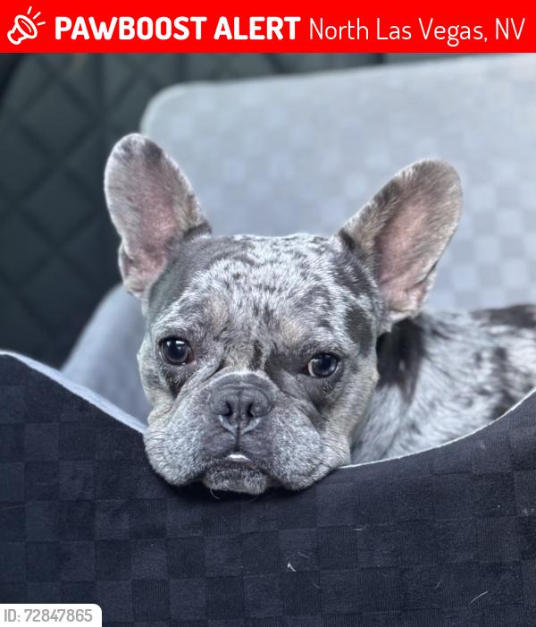 Lost Male Dog last seen Pecos and Tropical, North Las Vegas, NV 89081