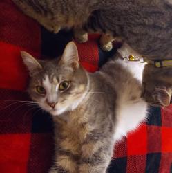 Lost Female Cat last seen Knights CT & Emerald Drive, Livingston, CA 95334