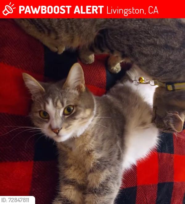 Lost Female Cat last seen Knights CT & Emerald Drive, Livingston, CA 95334