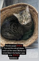 Lost Female Cat last seen apmt complex, Brandon, FL 33511