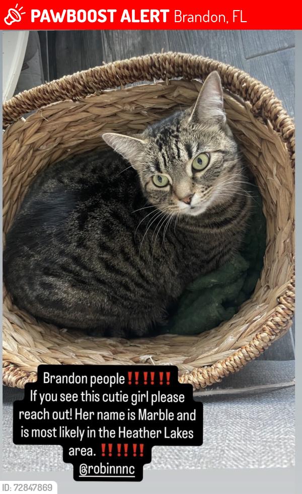 Lost Female Cat last seen apmt complex, Brandon, FL 33511