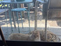 Found/Stray Unknown Cat last seen spring valley neighborhood, brickyard entrance , Columbia, SC 29223