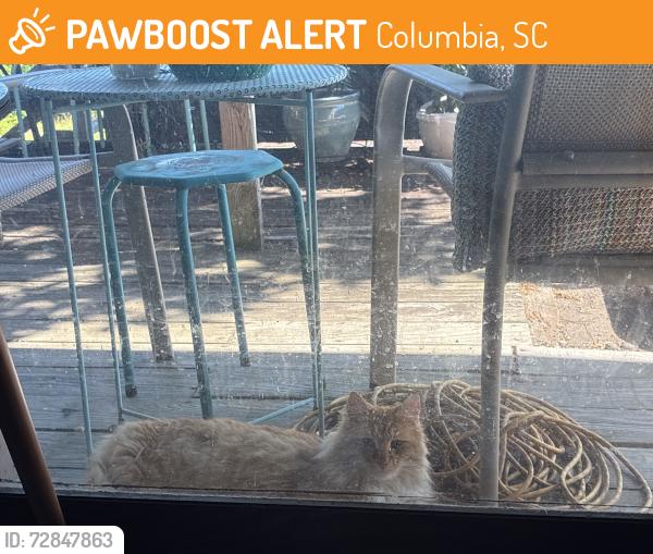 Found/Stray Unknown Cat last seen spring valley neighborhood, brickyard entrance , Columbia, SC 29223