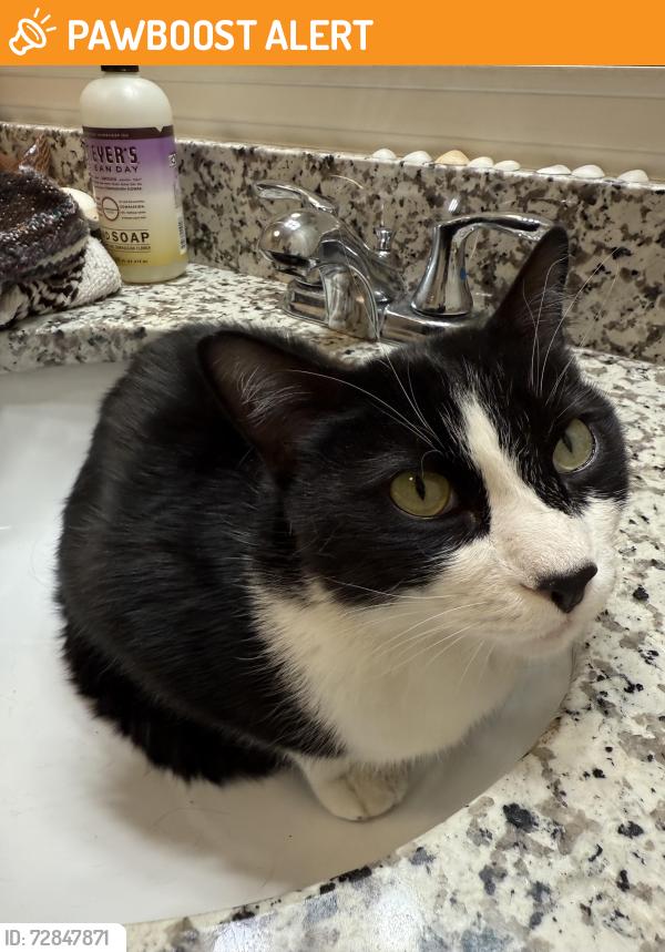 Found/Stray Unknown Cat last seen Lodge at Black Forest, Colorado Springs, CO 80908